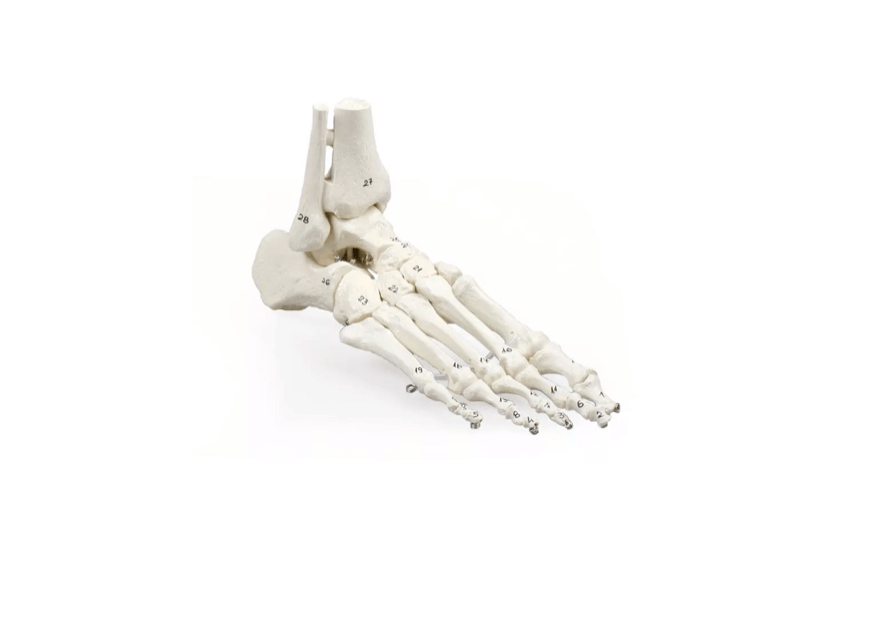 Fußskelett mit Schien - und Wadenbeinansatz, nummeriert – anatomisches Modell zur gezielten Knochenidentifikation - Erler - Zimmer